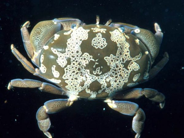 Atergatis floridus Guam 366-27