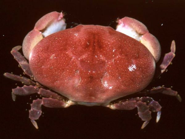 Atergatis granulatus Guam 598-31