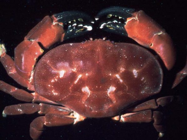 Atergatis latissimus Guam 367-18