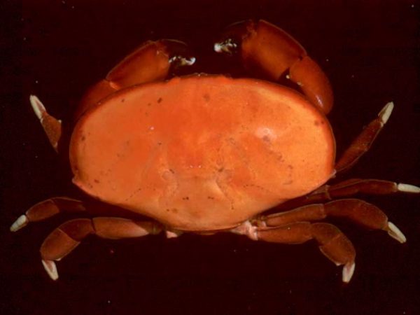 Atergatis subdentatus Guam 598-6