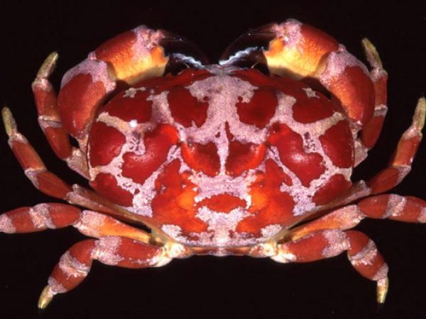 Atergatopsis signatus Guam 819-16