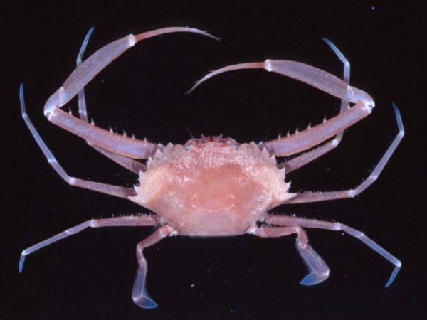 Atoportunus gustavi Guam 832-12