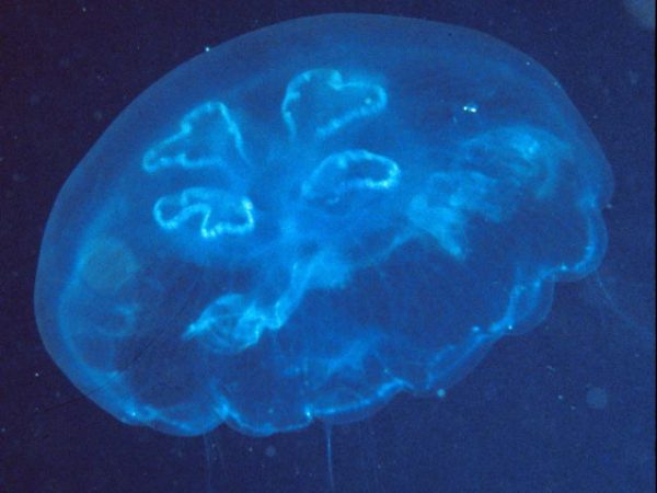 Aurelia Guam~ RFM-182b