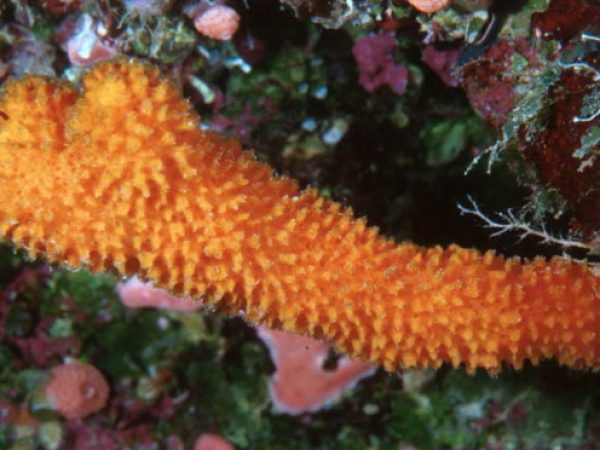 Axinella sp. 1 Guam 752-1_1