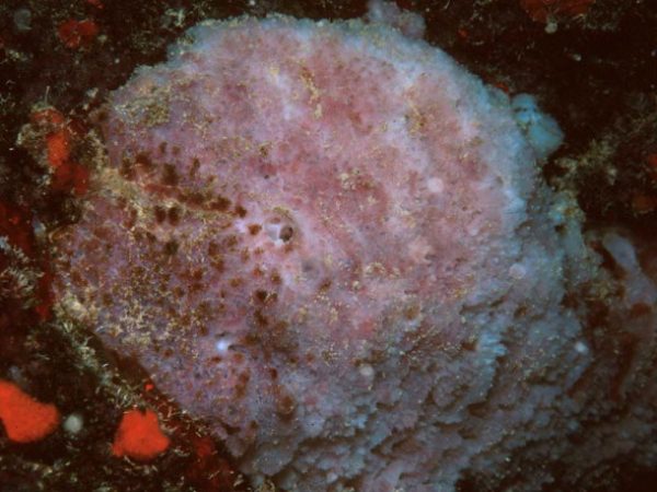 Axinyssa aculeata Guam 651-30_1