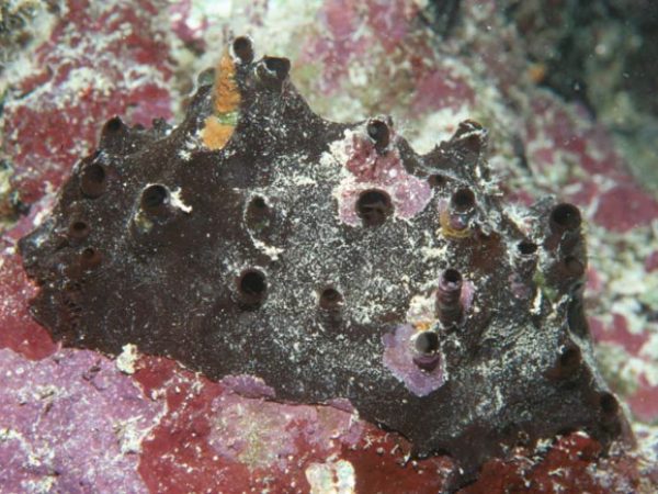 Axinyssa sp. 1 Guam 582-33_1