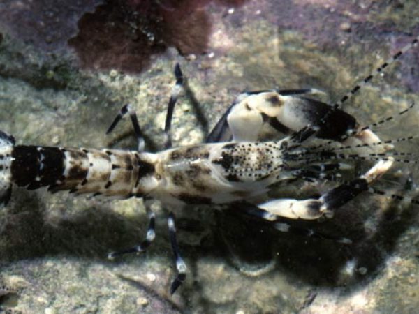 Axiopsis pica Guam 574-25