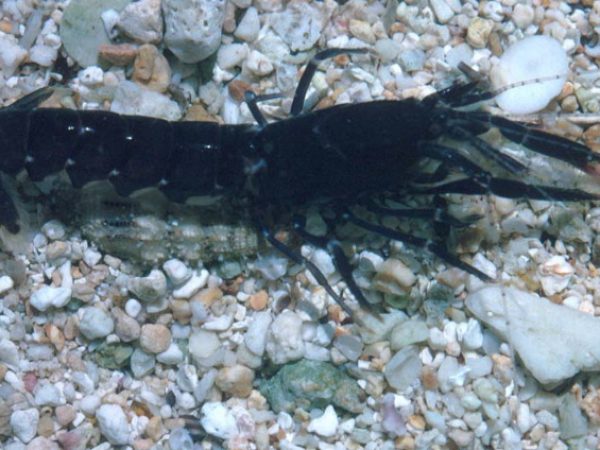 Axiopsis serratifrons Guam 249-38