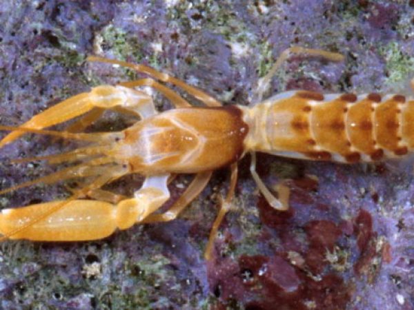 Axiopsis sp. 1 (aff. pica) Guam 864-13