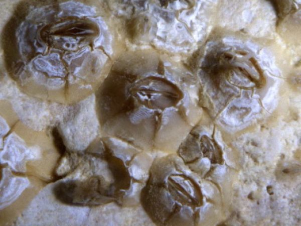 Balanus eburneus Guam 842-13