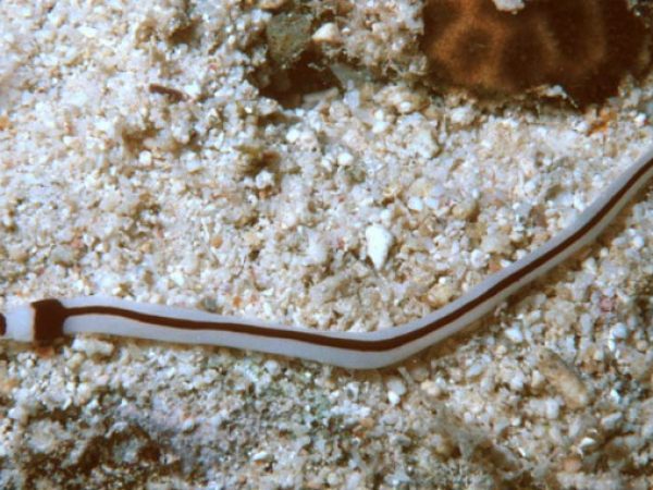 Baseodiscus hemprichii Guam 413-5_1