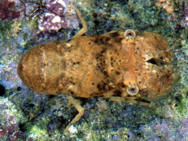 Biarctus vitiensis Guam 818-9