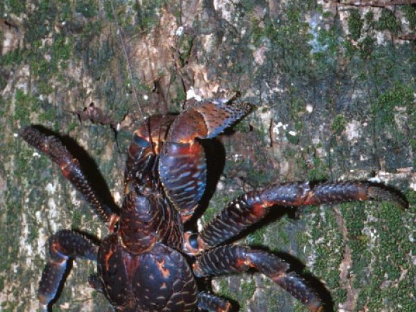 Birgus latro Guam 575-9