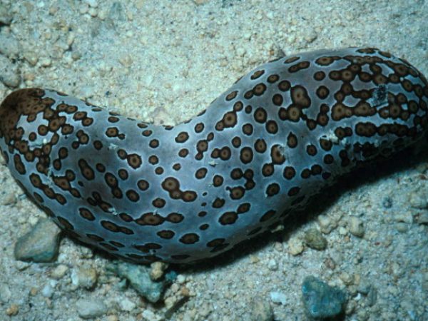 Bohadschia argus Guam 376-4