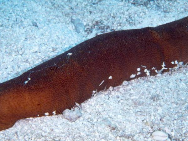 Bohadschia marmorata Guam 838-32