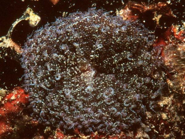 Boloceroides mcmurrichi Guam 651-19