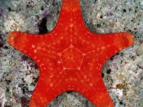 Bothriaster primigenius Guam 839-16