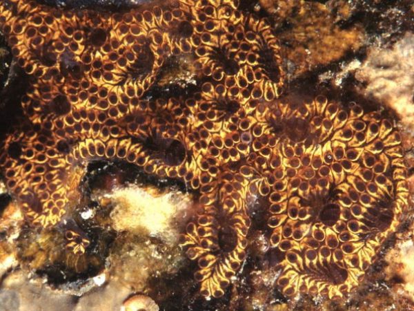 Botrylloides niger Guam 512-25