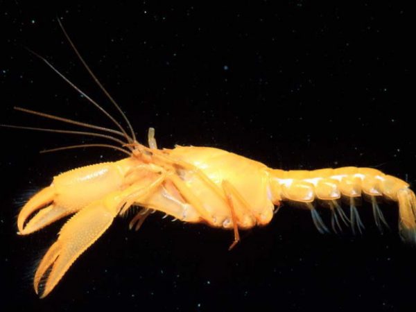 Bouvieraxius springeri Guam 527-5