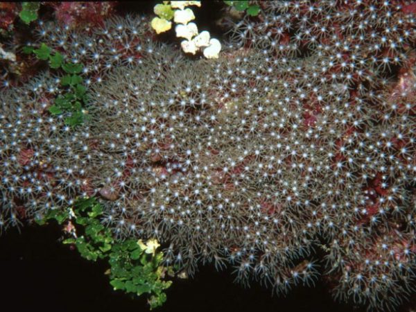 Briareum excavatum Guam 652-7