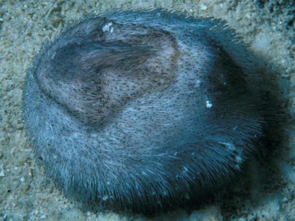 Brissidae sp. 1 Guam 522-34