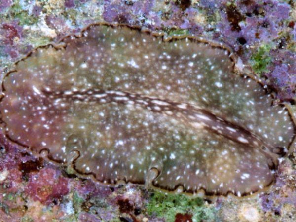 Bulaceros sp. 1 Guam 862-9