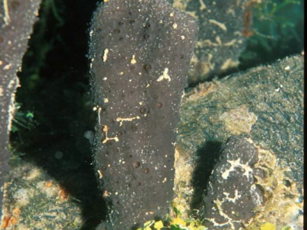 Cacospongia sp. 1 Guam 530-12_1