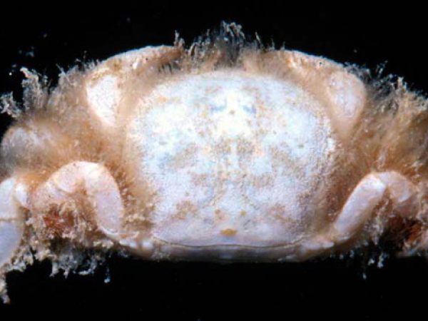 Caecopilumnus hirsutus Guam 580-3