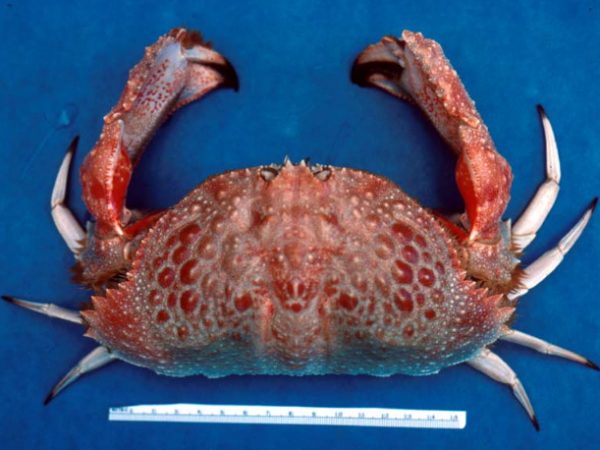 Calappa aff. sebastiani Guam Kropp