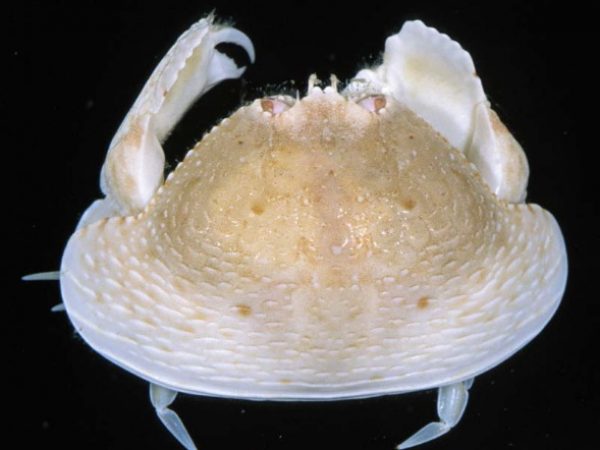 Calappa calappa Guam 856-7