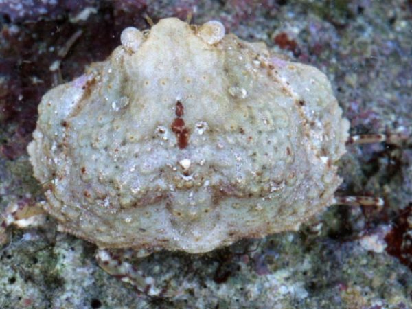 Calappa gallus~ Guam 814-26