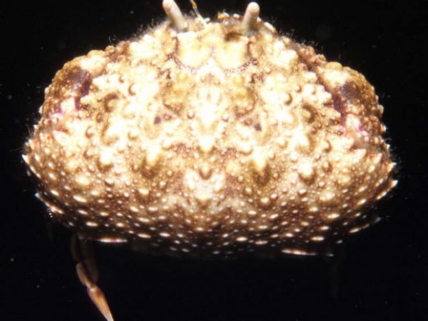 Calappa hepatica Guam 410-7