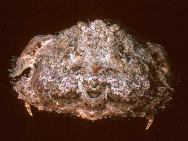 Calappa matsuzawa~ Guam 579-35