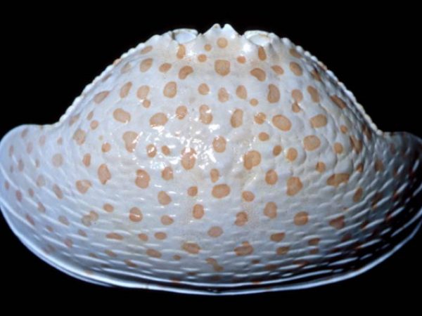 Calappa sp 3 Guam 739-27