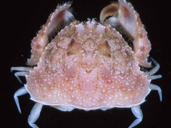 Calappa sp. 2 Guam 819-33