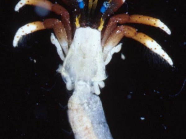 Calcinus areolatus Guam 770-29