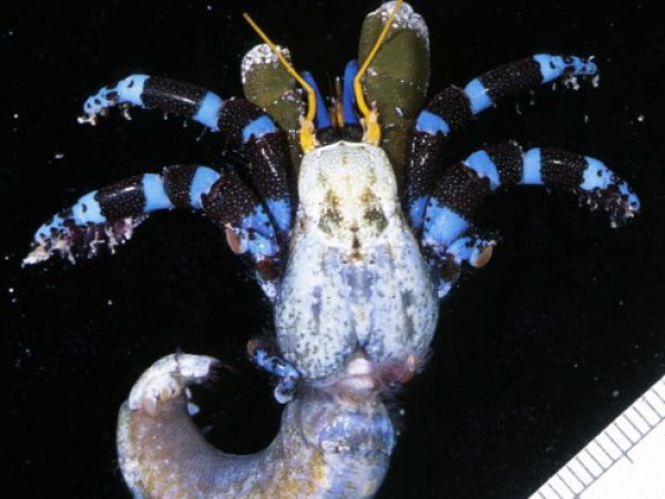 Calcinus elegans Guam 855-1