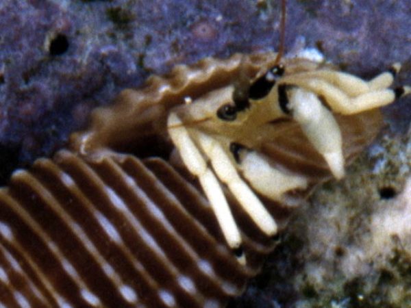 Calcinus guamensis Guam 864-23