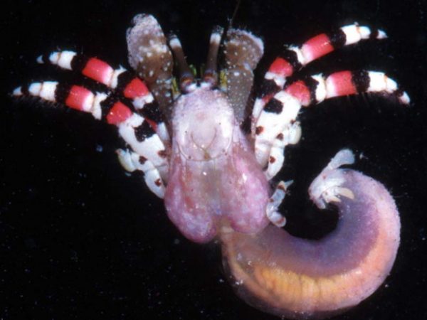 Calcinus isabellae Guam 737-5