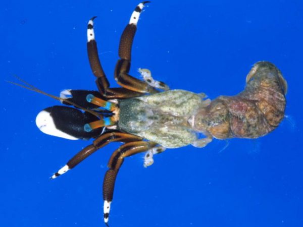 Calcinus laevimanus Guam 850-20