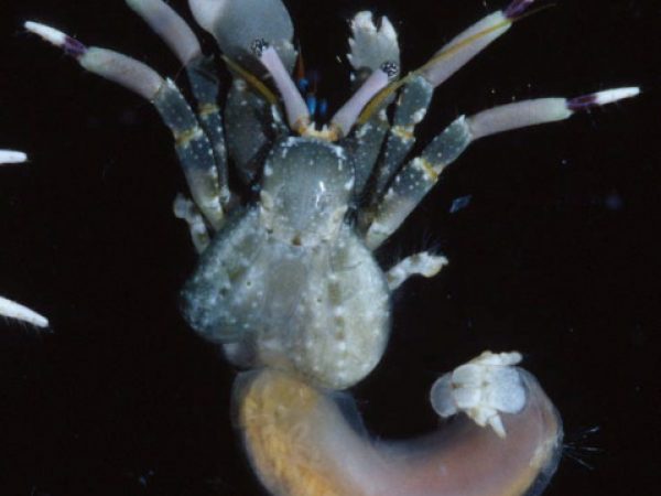 Calcinus latens Guam 770-36