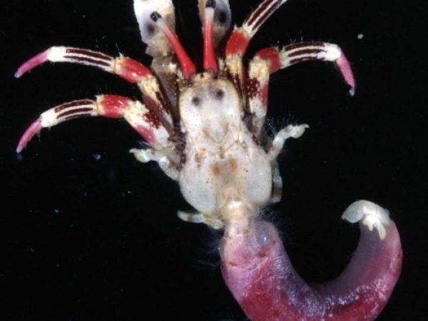 Calcinus lineapropodus Guam 751-24