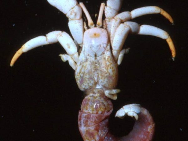 Calcinus minutus Guam 590-33