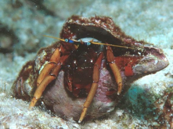 Calcinus morgani Guam 588-11