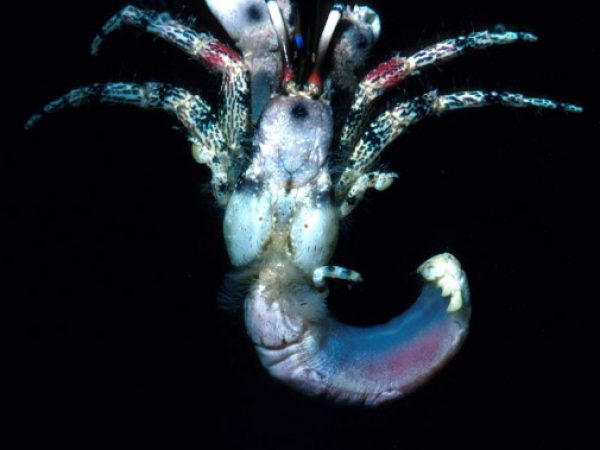 Calcinus pulcher Guam 519-26