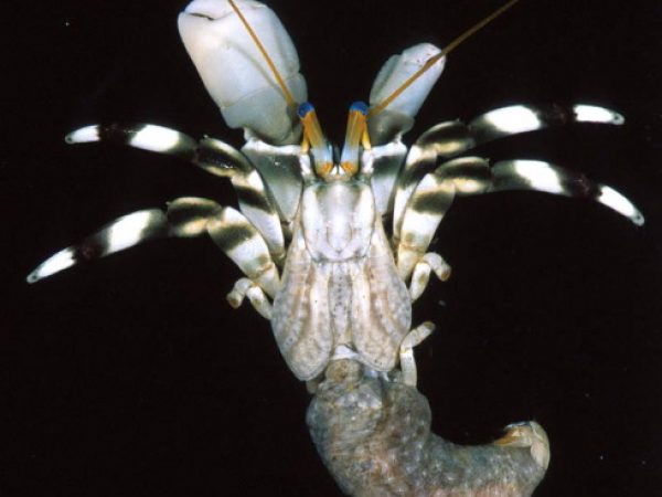 Calcinus seurati Guam 854-28