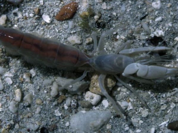 Callianidea typa Guam 275-19