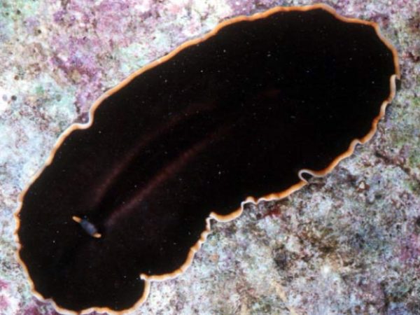 Callioplana marginata Guam RRW 7-01-PC-H