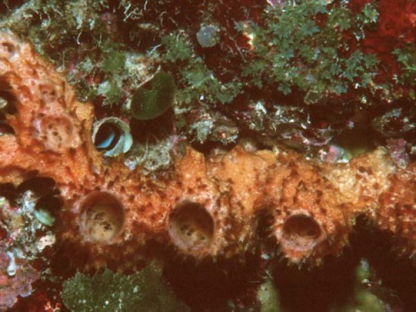 Callyspongia sp. 1 Guam 735-21_1