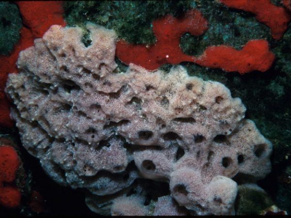 Callyspongia sp. 2 Guam 514-30_1